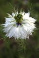 Nigella damasc&hellip;