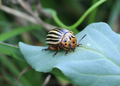 Leptinotarsa d&hellip;