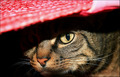 The cat in the&hellip;