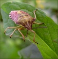 Dolycoris bacc&hellip;