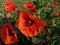 crveni