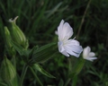 pušina