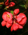 japanska dunja