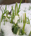 Galanthus niva&hellip;