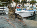 maca s matejus&hellip;