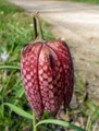 kockavica