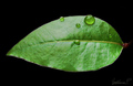 Like a drop of&hellip;
