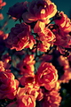Sweet Candy Ro&hellip;
