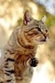 My name is Miš&hellip;