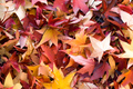 Autumn decorat&hellip;