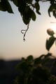 tulasi on suns&hellip;