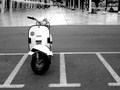 vespica