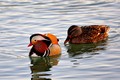 Mandarin i div&hellip;