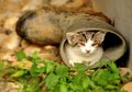 hidden little &hellip;