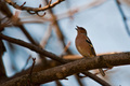 singer