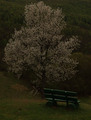 Trešnja i klup&hellip;