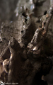 Hive