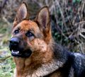 hund mažda i M&hellip;