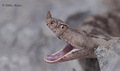 Vipera ammodyt&hellip;
