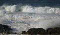white horses