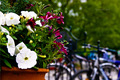 Novi Sad flowe&hellip;