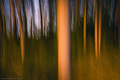 Autumn Forest