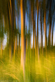 Autumn Forest &hellip;