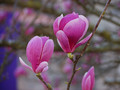 magnolia 2010 &hellip;