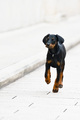 Beba Dobermann
