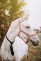 World CRAVAT d&hellip;