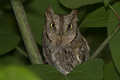 ćuk- Otus scop&hellip;