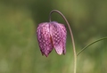 kockavica-Frit&hellip;