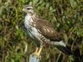 škanjac- Buteo&hellip;