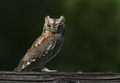 ćuk- Otus scop&hellip;