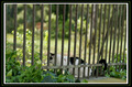 Kitty behind t&hellip;