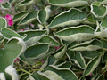 herbalna srame&hellip;