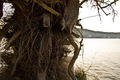 rasta tree