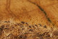 a field of dre&hellip;
