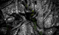 roots1