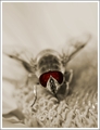 Alien bee