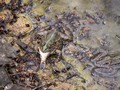 Froggy