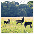 Phoenix Park -&hellip;
