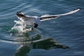 a ono... galeb&hellip;