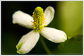 Houttuynia cor&hellip;