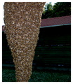Apis mellifera&hellip;