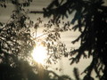 sunce