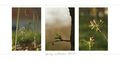 spring collect&hellip;
