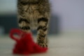 Furball playin&hellip;