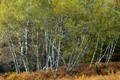 Negdje u Gorsk&hellip;
