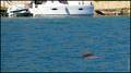 DELFIN MIO RIJ&hellip;
